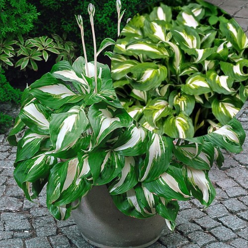 Hosta undulata 'Mediovariegata' - Lainjas hosta 'Mediovariegata' P9/0,55L 